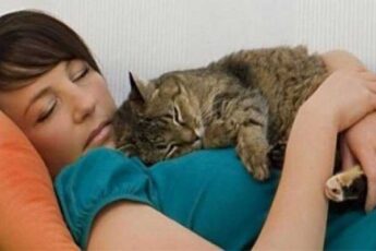 Почему кошки любят спать с хозяевами