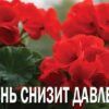 Лечебные свойства герани