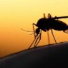 8 полезных растений, которые отгонят комаров от твоего участка